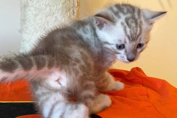 bengal kittens for sale..viber :+639463422605)