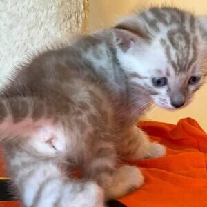 bengal kittens for sale..viber :+639463422605) | PostAds PH