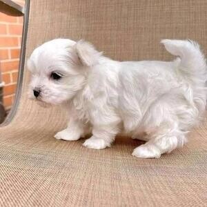 two maltese puppies for a good home..viber :+639463422605) | PostAds PH