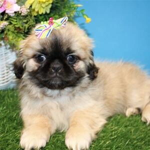 Pekingese puppies for a good home..viber :+639463422605) | PostAds PH
