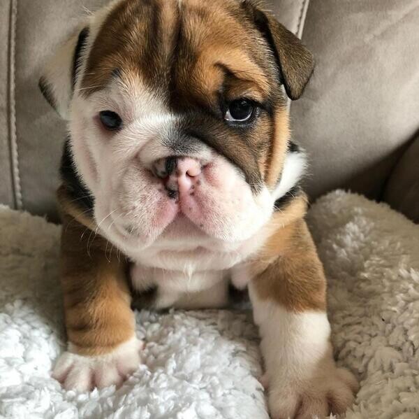 Excellent English bulldog puppies available..viber :+639463422605)