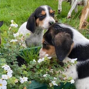 Outstanding Beagle Puppies Now Available..viber :+639463422605) | PostAds PH