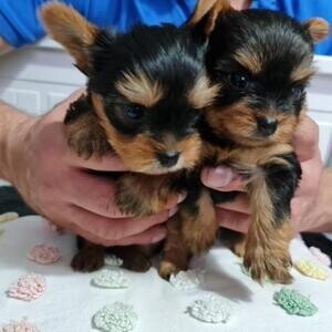 Gorgeous Yorkshire Terrier Puppies..viber :+639463422605) | PostAds PH