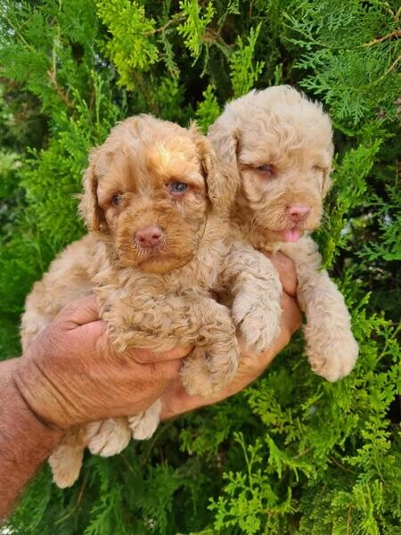 Labrador Retriever puppies.