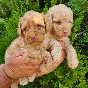 Labrador Retriever puppies. | PostAds PH