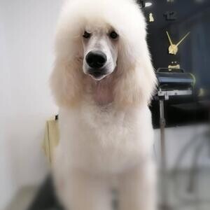 Poodle for sale..viber :+639463422605) | PostAds PH