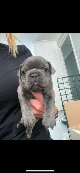 Blue French Bulldog Puppies..viber :+639463422605)