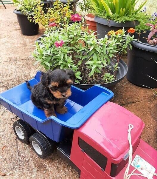 Beautiful Yorkie Puppies for a loving home..viber :+639463422605)