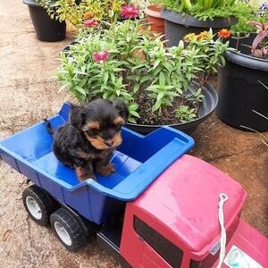 Beautiful Yorkie Puppies for a loving home..viber :+639463422605) | PostAds PH