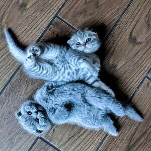 Playful & Active Litter of Scottish Fold Kittens..viber :+639463422605) | PostAds PH