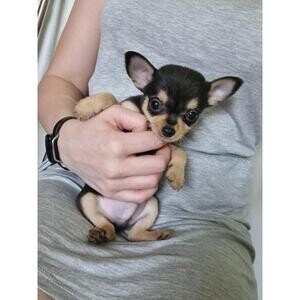 Apple Head Chihuahua For Adoption...viber :+639463422605) | PostAds PH
