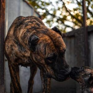 Presa Canario puppies for sale..viber :+639463422605) | PostAds PH
