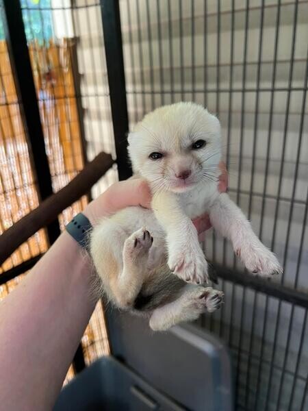 Fennec Foxes for sale..viber :+639463422605)