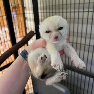 Fennec Foxes for sale..viber :+639463422605) | PostAds PH