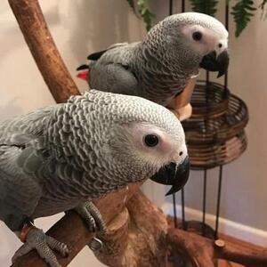 Little african grey parrots..viber :+639463422605) | PostAds PH