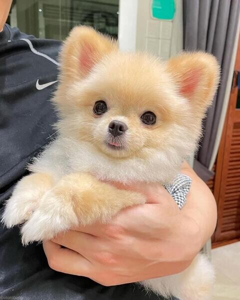 Pomeranian puppy Available