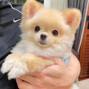 Pomeranian puppy Available | PostAds PH
