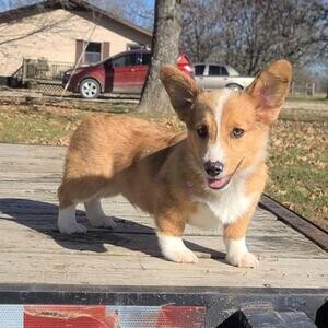 Beautiful Corgi puppies for sale..viber :+639463422605) | PostAds PH