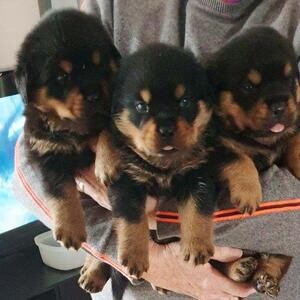 Super Rottweiler puppies searching for a good and lovely home | PostAds PH