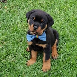 Amazing Rottweiler puppies is ready to leave | PostAds PH