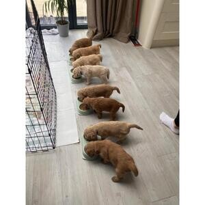 Goldendoodle puppies from health tested parent | PostAds PH