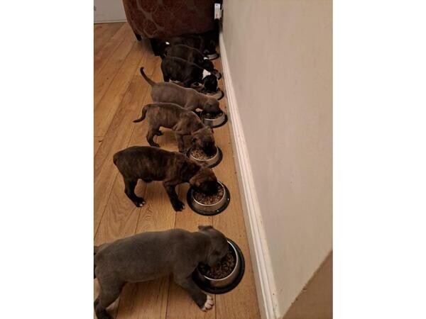 Beautiful litter of 7 Staffordshire bull terriers..viber :+639463422605
