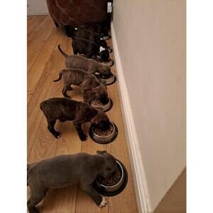 Beautiful litter of 7 Staffordshire bull terriers..viber :+639463422605 | PostAds PH