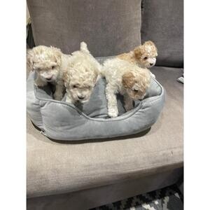 Gorgeous Toy Poodle Puppies Ready Now..viber :+639463422605) | PostAds PH