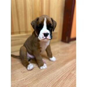Gorgeous Boxer Puppies for new homes..viber :+639463422605) | PostAds PH