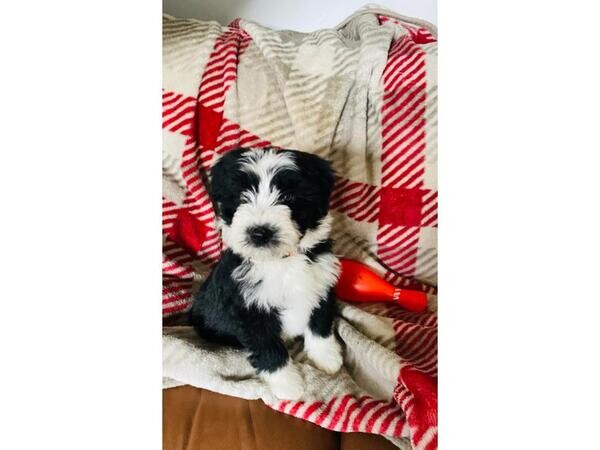 Beautiful Bearded Collie Puppies..viber :+639463422605)