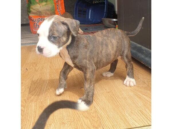Alapaha blue blood bulldog..viber :+639463422605)