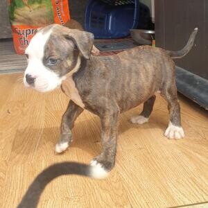 Alapaha blue blood bulldog..viber :+639463422605) | PostAds PH