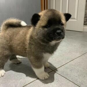 Akita pups for sale..viber :+639463422605) | PostAds PH