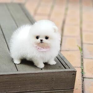 KC Registered Pomeranian pups..viber :+639463422605) | PostAds PH