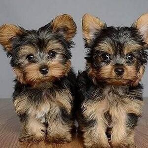 Registered Yorkshire Puppies..viber :+639463422605) | PostAds PH