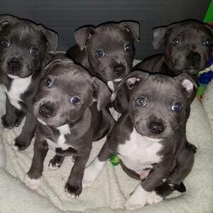 Stunning Litter Of Staff Pups | PostAds PH