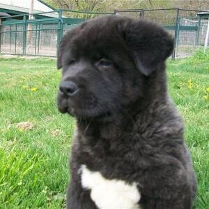 Akita Puppy Ready..viber :+639463422605) | PostAds PH