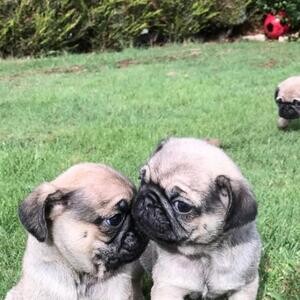 Stunning pug puppies..viber :+639463422605) | PostAds PH