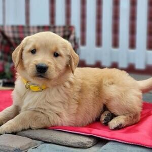Beautiful Golden Retriever Puppies..viber :+639463422605) | PostAds PH