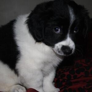 Adorable Border Collie Puppies..viber :+639463422605) | PostAds PH