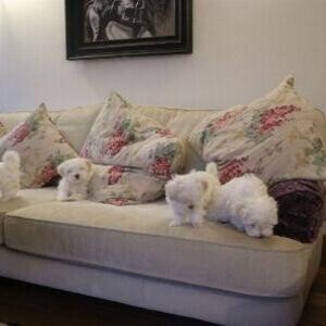 Beautiful Maltese Puppies..viber :+639463422605) | PostAds PH