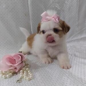 lovely Healthy And Playful Shih Tzu Puppies..viber :+639463422605) | PostAds PH