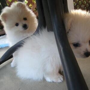 Well socialized and Playful Pomeranian Puppies Ready | PostAds PH
