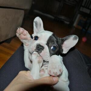 Stunning Kc Blue French Bulldog Puppies..viber :+639463422605) | PostAds PH