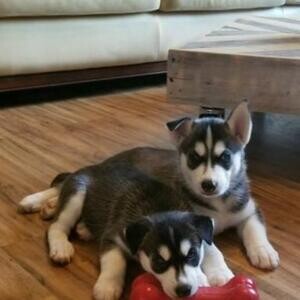 Healthy And Playful Siberian Husky puppies..viber :+639463422605) | PostAds PH