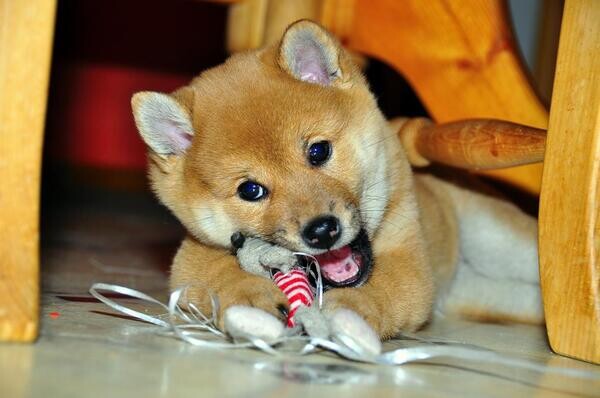 Purebred little Shiba inu Puppies..viber :+639463422605)