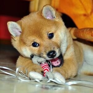 Purebred little Shiba inu Puppies..viber :+639463422605) | PostAds PH