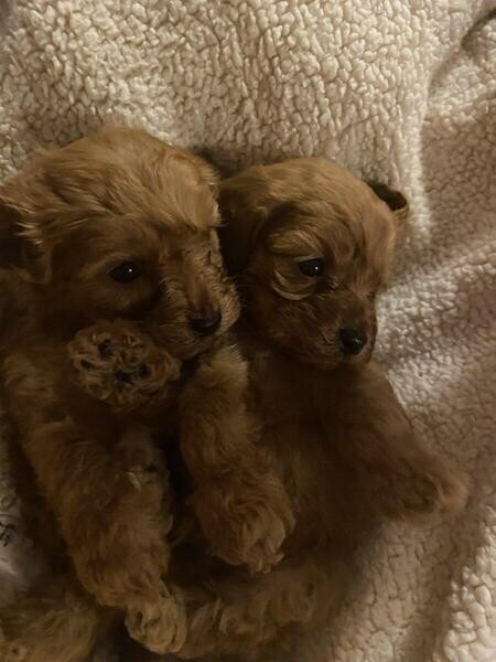 Lovely F1 Cavapoo Puppies..viber :+639463422605)