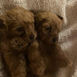 Lovely F1 Cavapoo Puppies..viber :+639463422605) | PostAds PH