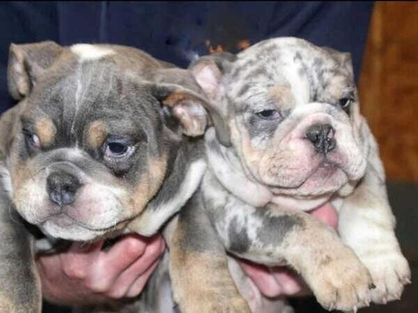 Lumberjack bulldog line for sale ..viber :+639463422605)